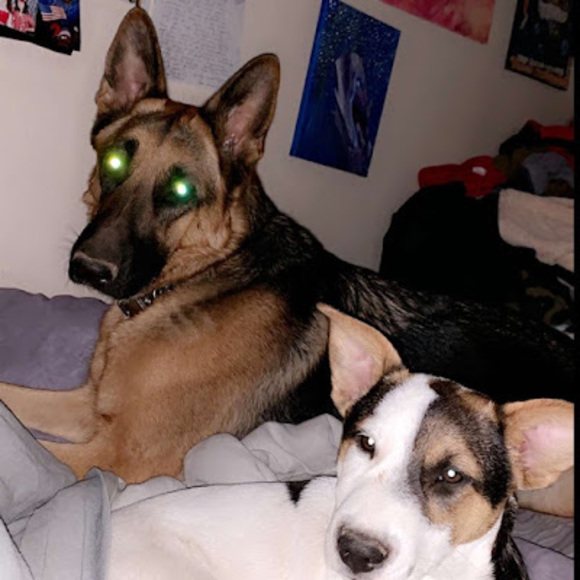 Meet your Posher, Charlie - Picture 1 of 1